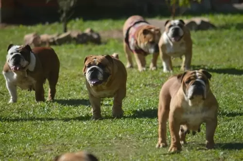 IMPÉRIO DO ELDORADO 