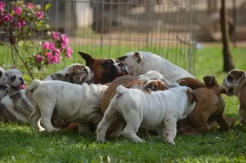 IMPÉRIO DO ELDORADO 