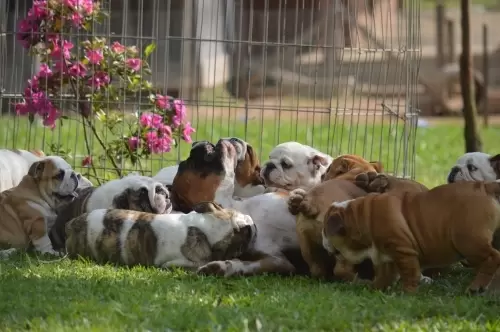 IMPÉRIO DO ELDORADO 