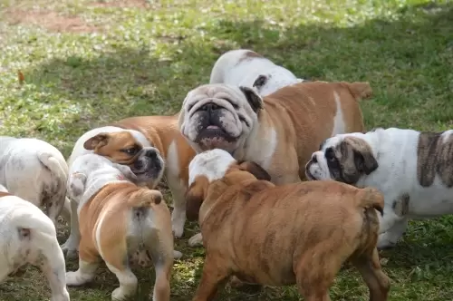 IMPÉRIO DO ELDORADO 