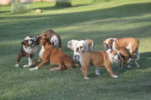 IMPÉRIO DO ELDORADO 