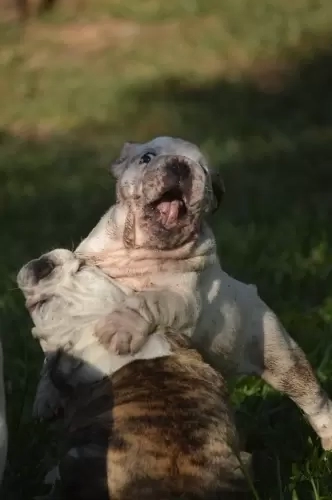 IMPÉRIO DO ELDORADO 