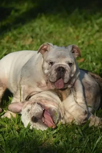 IMPÉRIO DO ELDORADO 