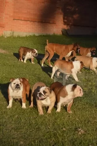 IMPÉRIO DO ELDORADO 