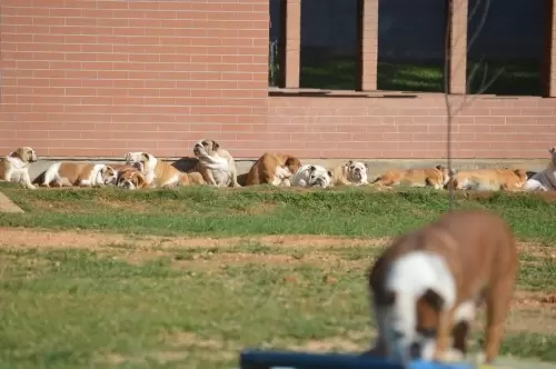 IMPÉRIO DO ELDORADO 