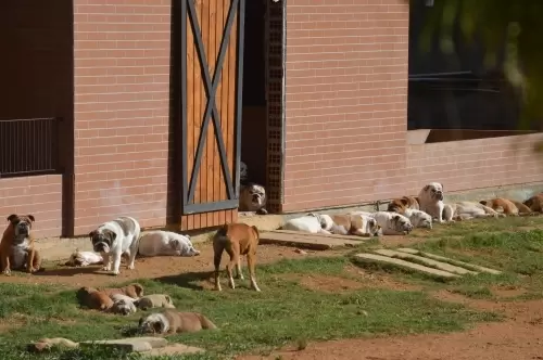 IMPÉRIO DO ELDORADO 