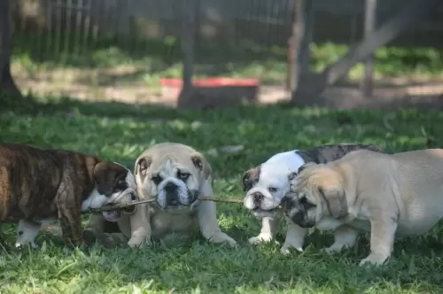 IMPÉRIO DO ELDORADO 