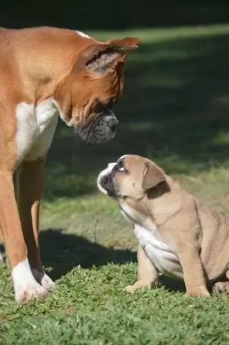 IMPÉRIO DO ELDORADO 