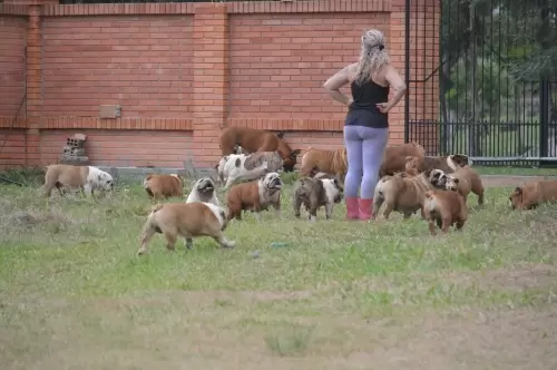 IMPÉRIO DO ELDORADO 