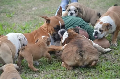 IMPÉRIO DO ELDORADO 