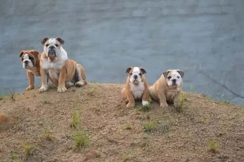 IMPÉRIO DO ELDORADO 