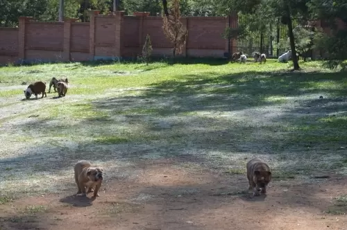 IMPÉRIO DO ELDORADO 