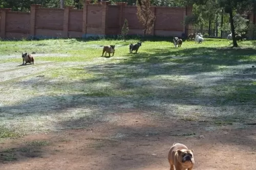 IMPÉRIO DO ELDORADO 