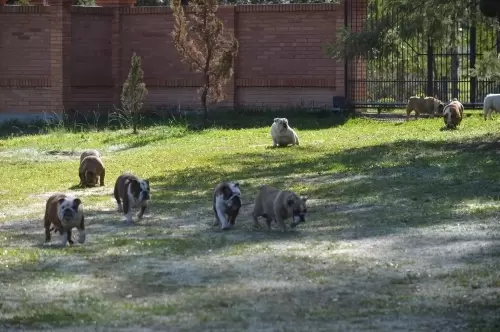 IMPÉRIO DO ELDORADO 