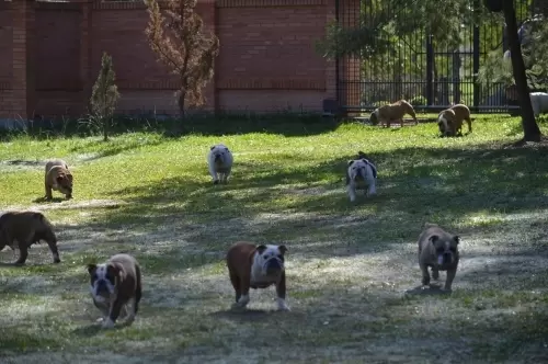 IMPÉRIO DO ELDORADO 