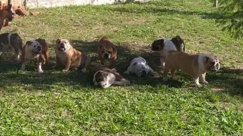 IMPÉRIO DO ELDORADO 