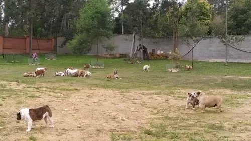 IMPÉRIO DO ELDORADO 