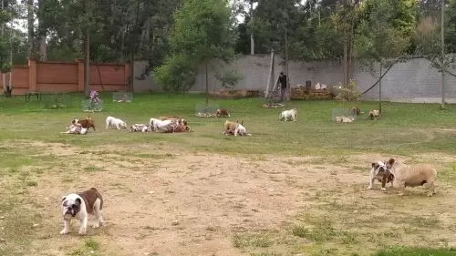 IMPÉRIO DO ELDORADO 