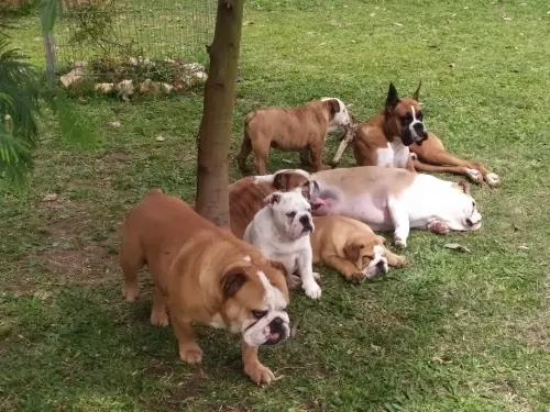 IMPÉRIO DO ELDORADO 